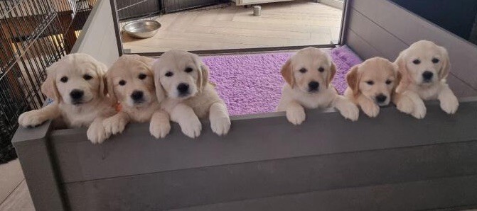 chiot Golden Retriever De La Fontaine De Ricaud