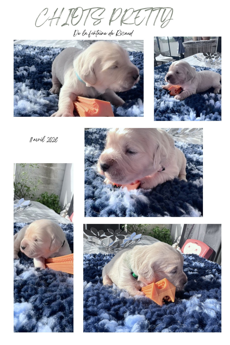 Chiot Golden Retriever De La Fontaine De Ricaud