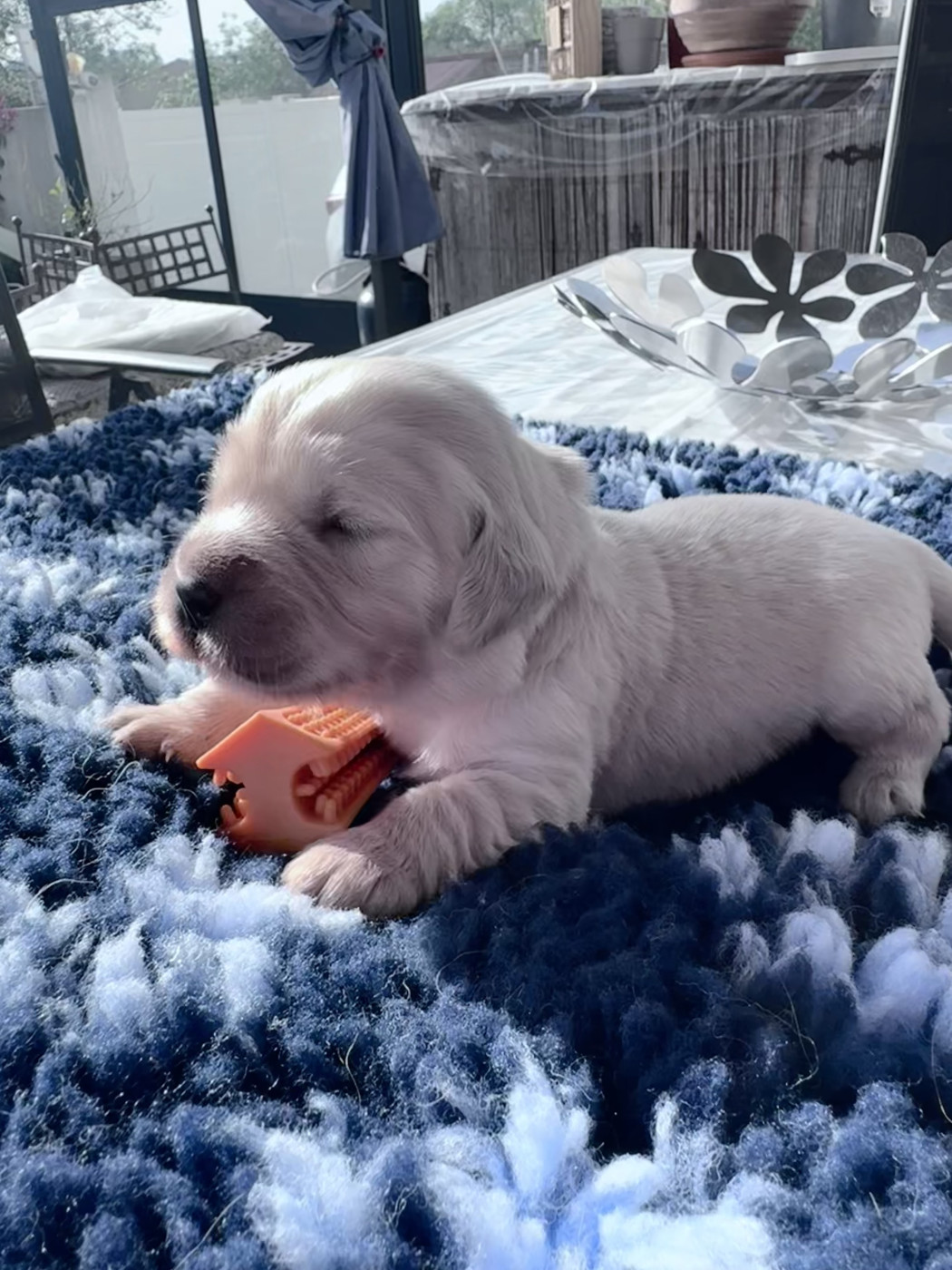 De La Fontaine De Ricaud - Chiots disponibles - Golden Retriever