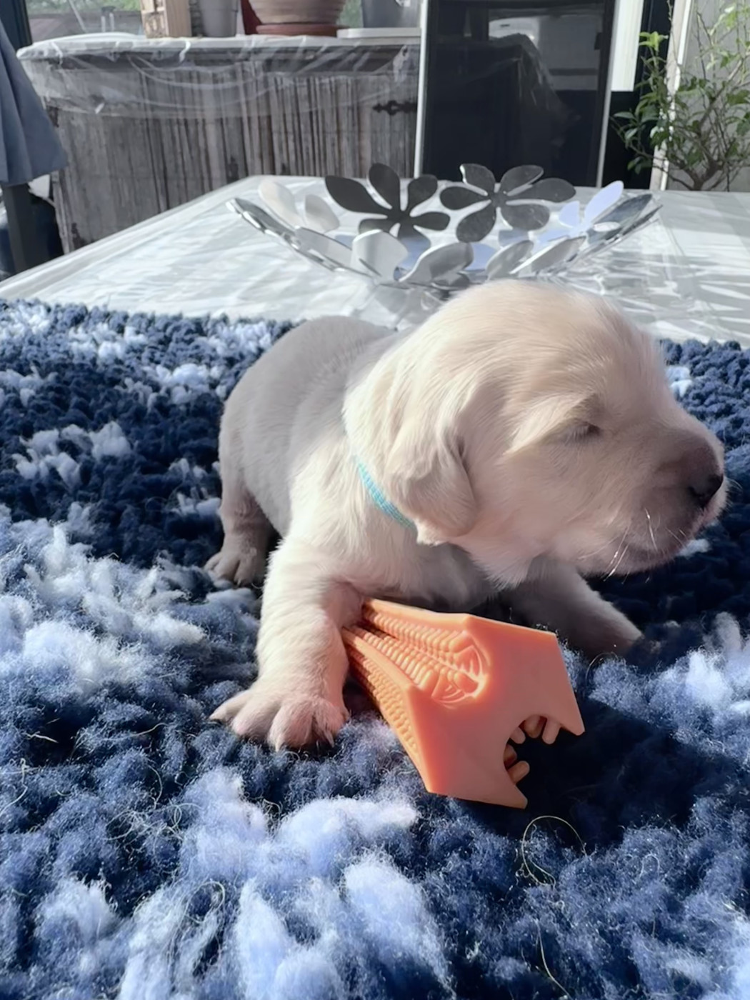 De La Fontaine De Ricaud - Chiots disponibles - Golden Retriever