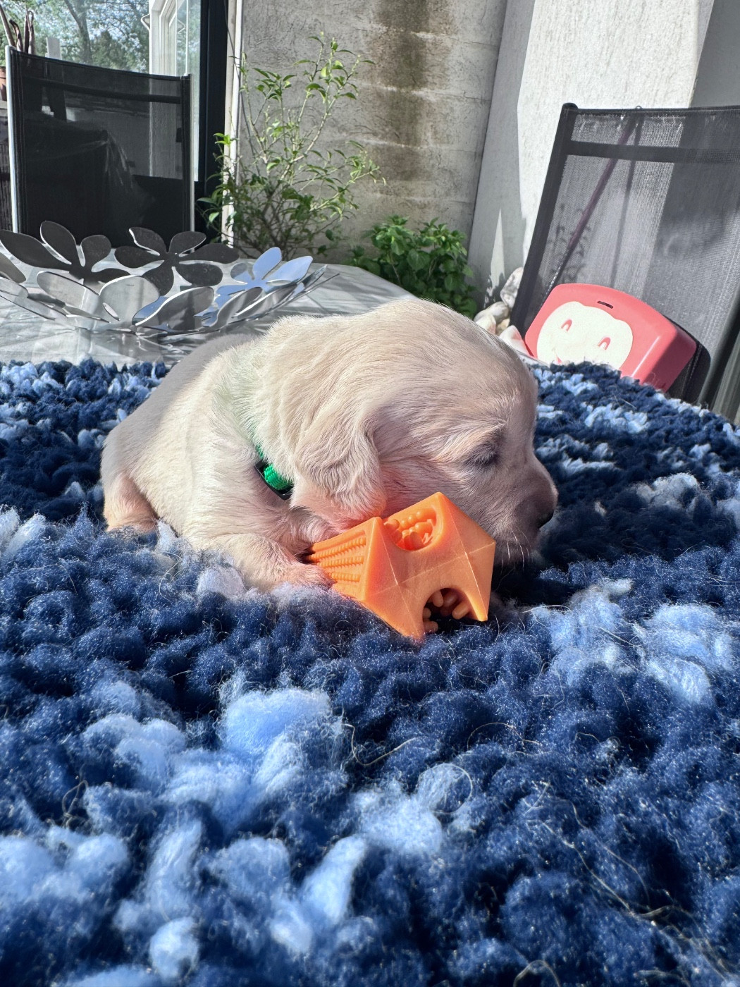 De La Fontaine De Ricaud - Chiots disponibles - Golden Retriever