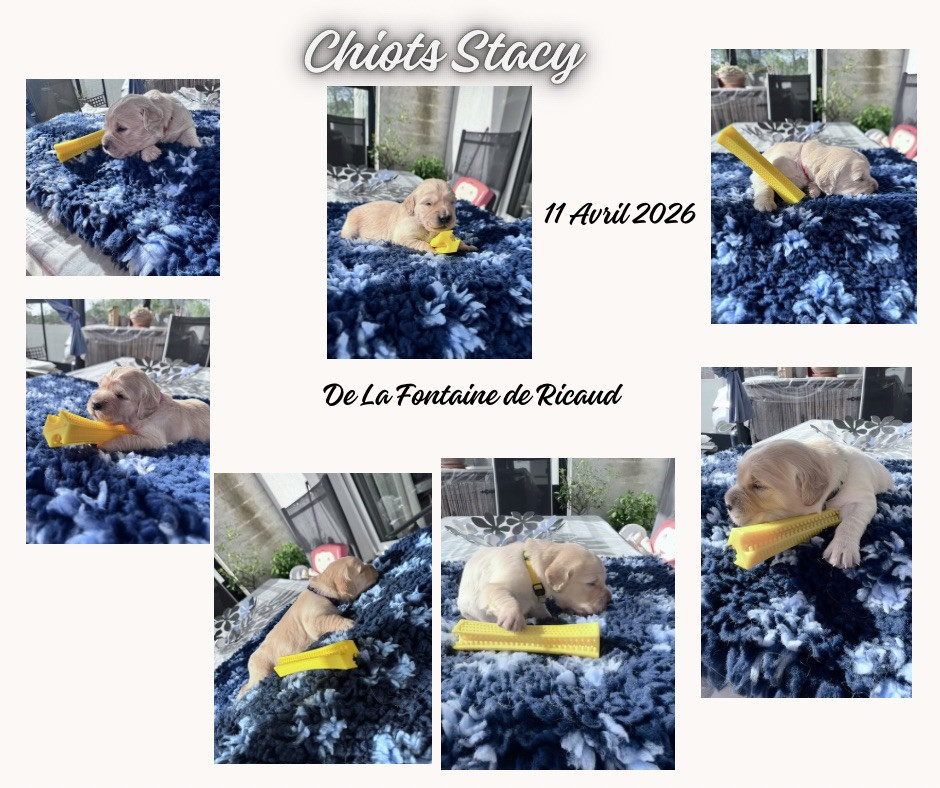Chiot Golden Retriever De La Fontaine De Ricaud