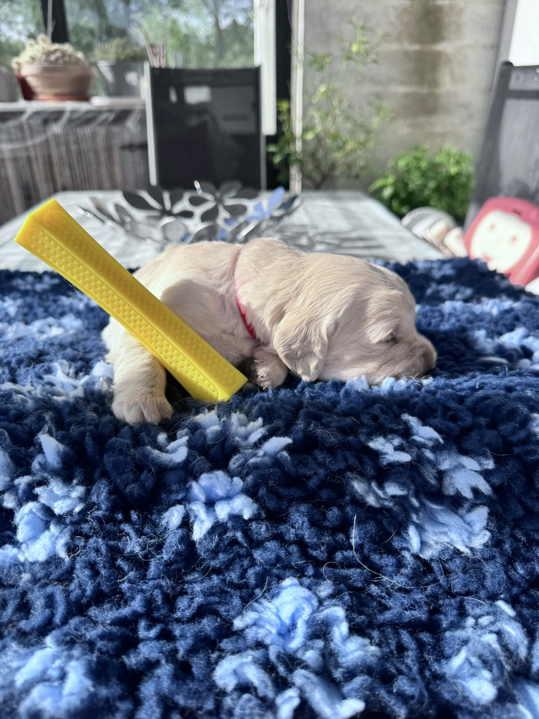 De La Fontaine De Ricaud - Chiots disponibles - Golden Retriever