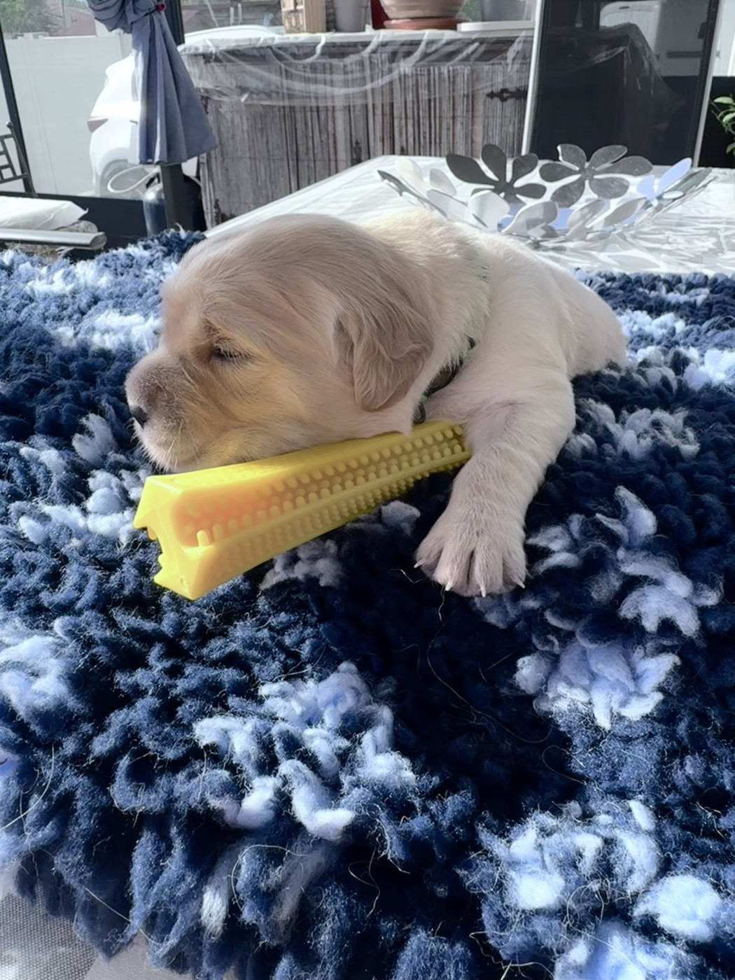 De La Fontaine De Ricaud - Chiots disponibles - Golden Retriever