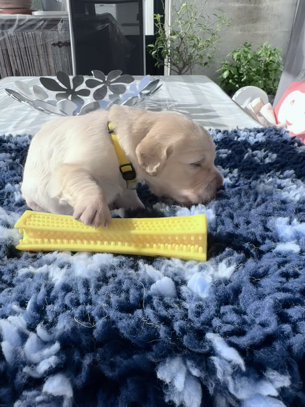 De La Fontaine De Ricaud - Chiots disponibles - Golden Retriever