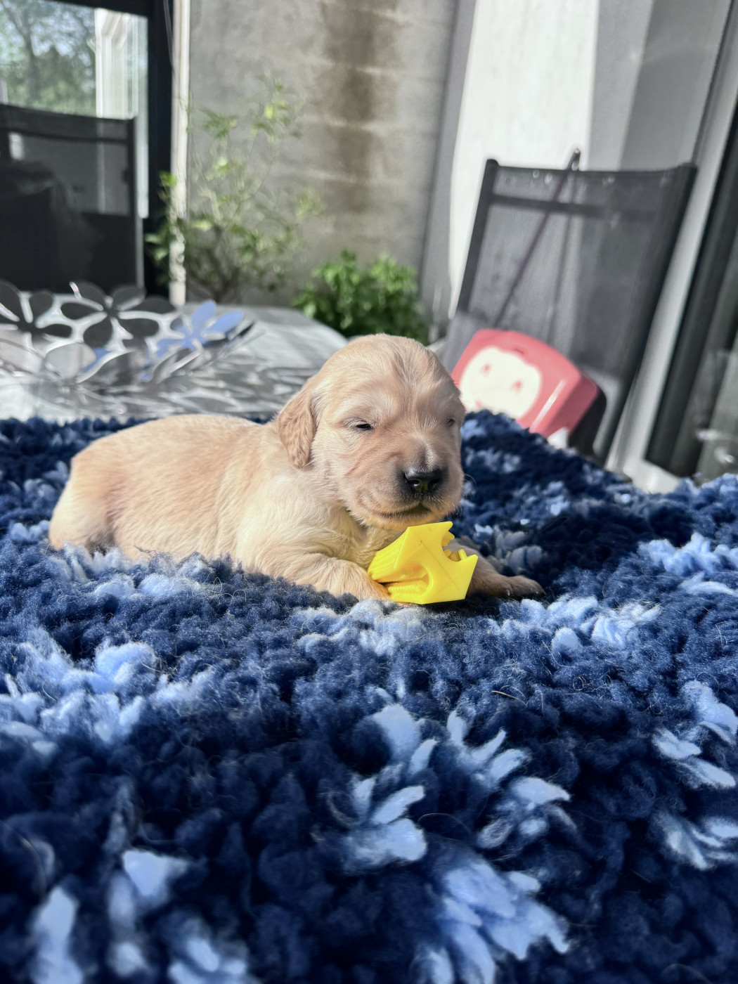 De La Fontaine De Ricaud - Chiots disponibles - Golden Retriever