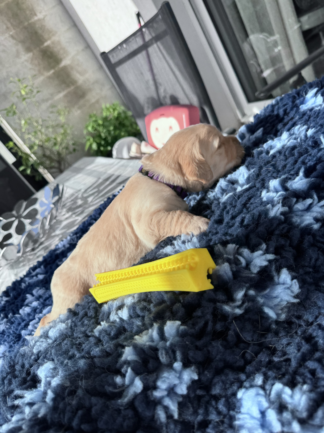 De La Fontaine De Ricaud - Chiots disponibles - Golden Retriever