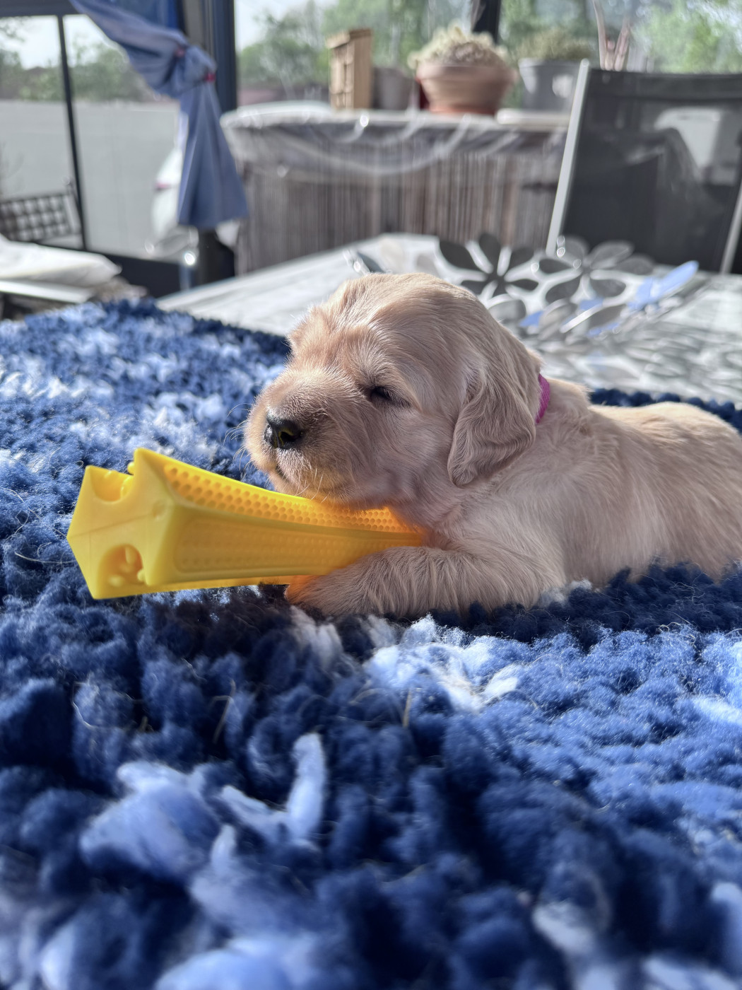 De La Fontaine De Ricaud - Chiots disponibles - Golden Retriever